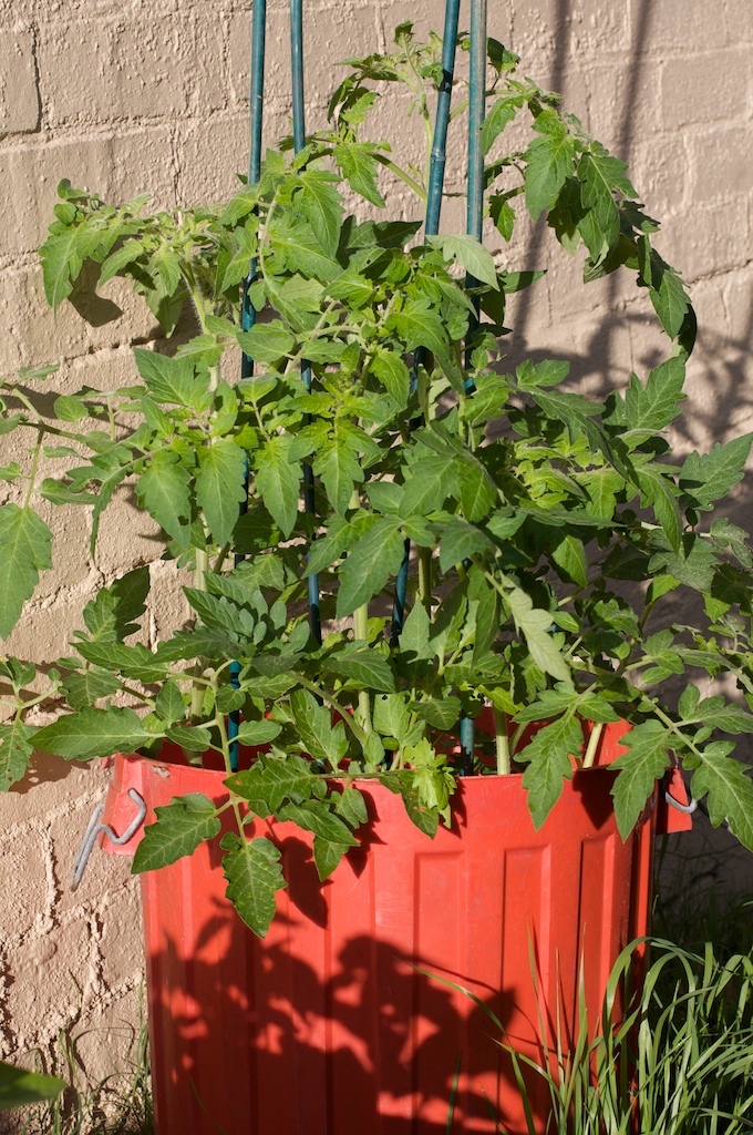 Tomatoes growing out of left-over soil