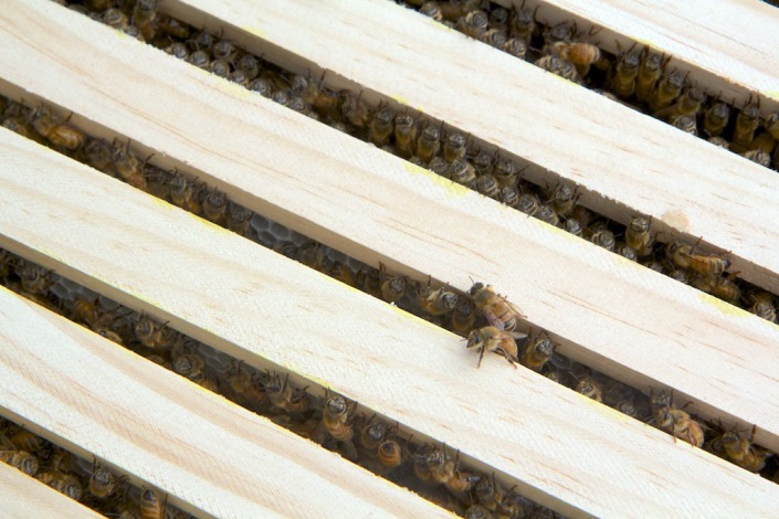 Opening the lid reveals a hive packed with bees