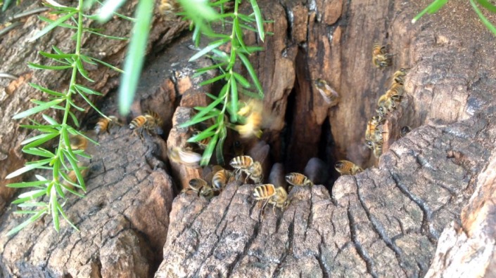 Bees flying into their wild hive in the trunk of a tree.