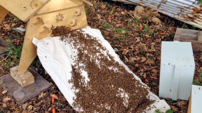 The bees climbing up a white sheet, into their new home. Amazing!