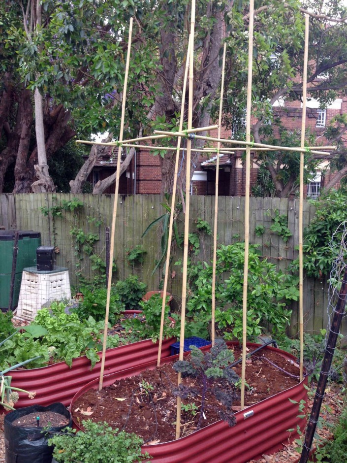 A frames for my tomatoes, made using bamboo poles