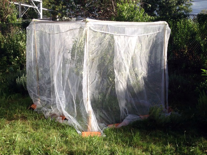 Protecting my apples trees against fruit fly, using a bamboo structure and insect netting.