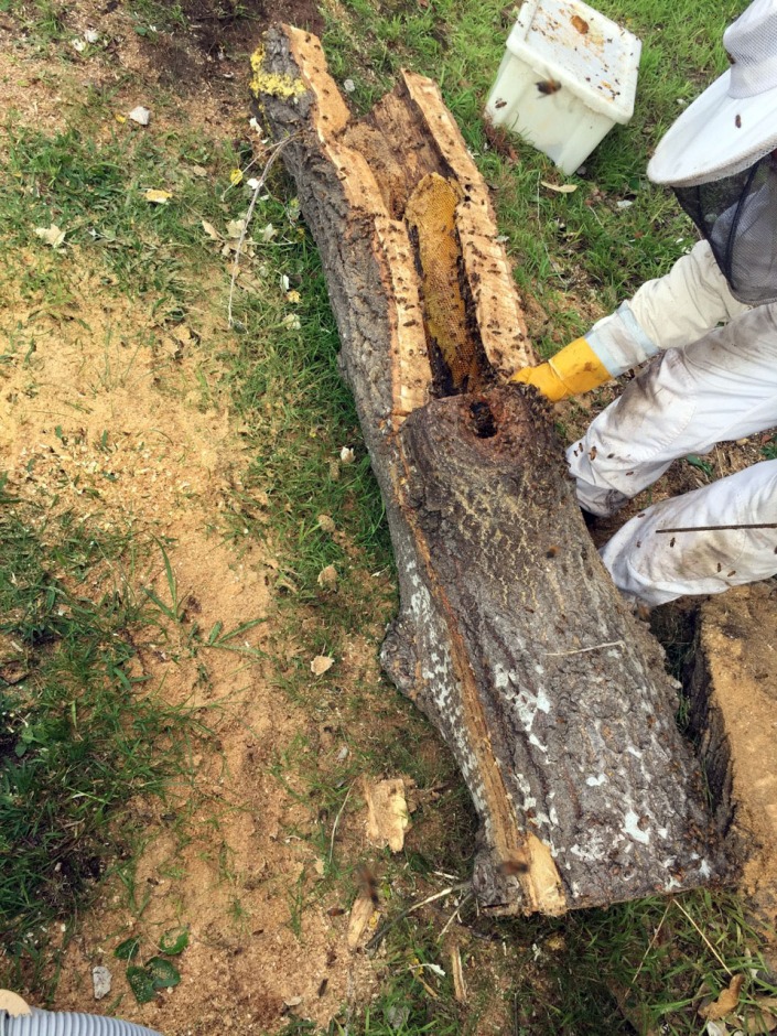 Cutting open the tree.