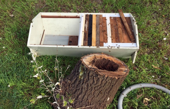 The bees transferred into a new hive.