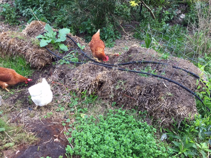 Our bedraggled first attempt at a straw bale garden.