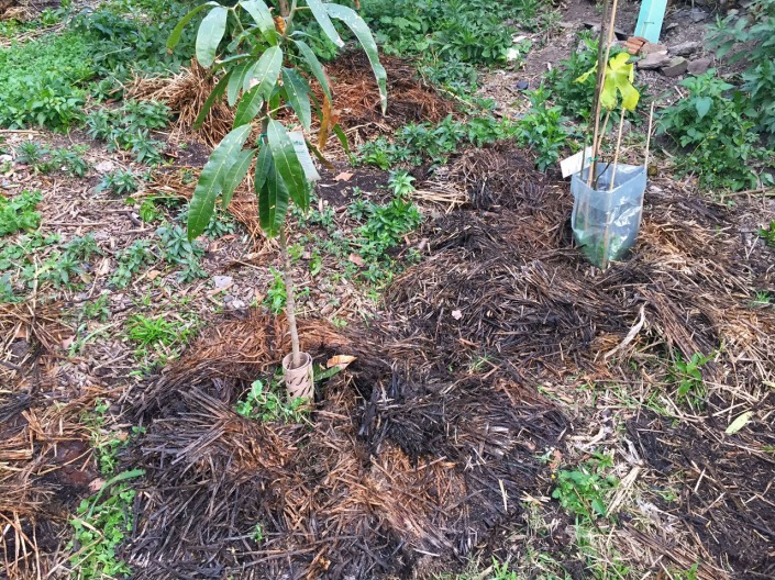Composting down straw, spread around the fruit trees.