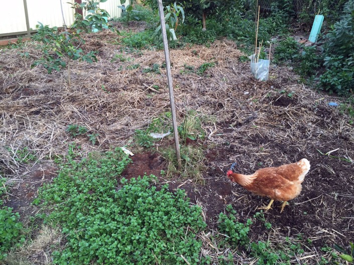 The hay now spread evenly across the whole garden, thanks to the chickens!