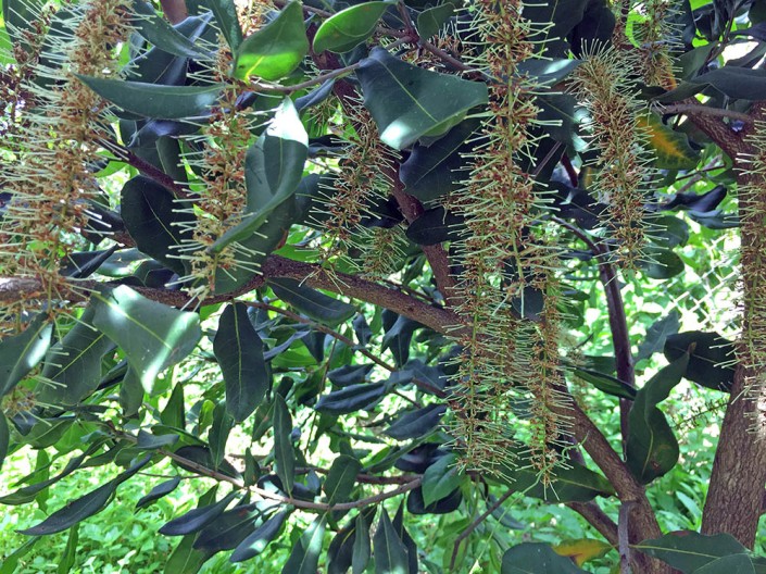 The fruiting spikes, hanging within the canopy of the tree.