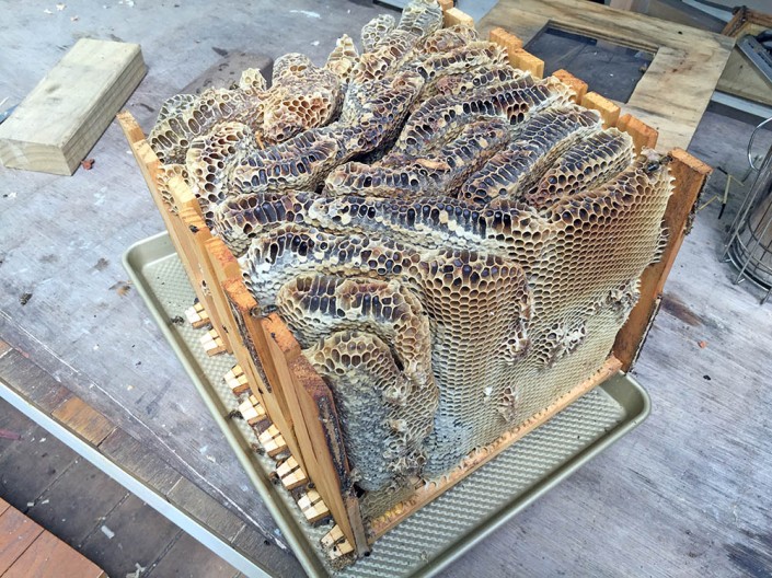 Extracting the honeycomb as one big cake...