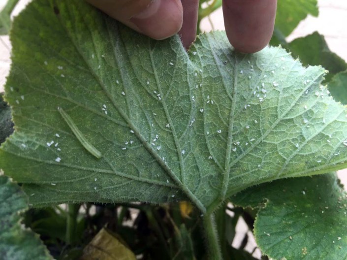 Whitefly (and a caterpillar) on the underside of our cucumber leaves