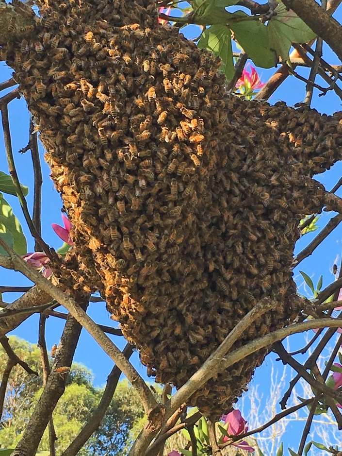 Swarm of bees, in Camperdown Memorial Rest park