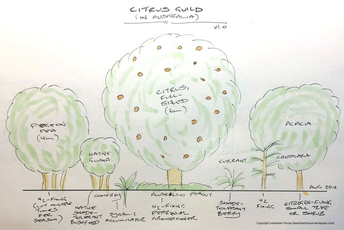 Citrus guild, drawn to scale (version 1.0)