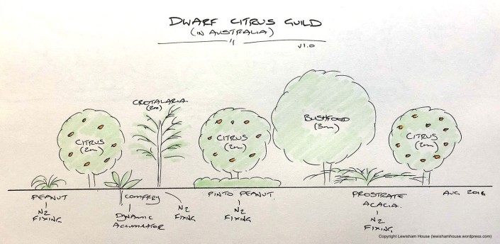 Dwarf citrus guild, drawn to scale (version 1.0)
